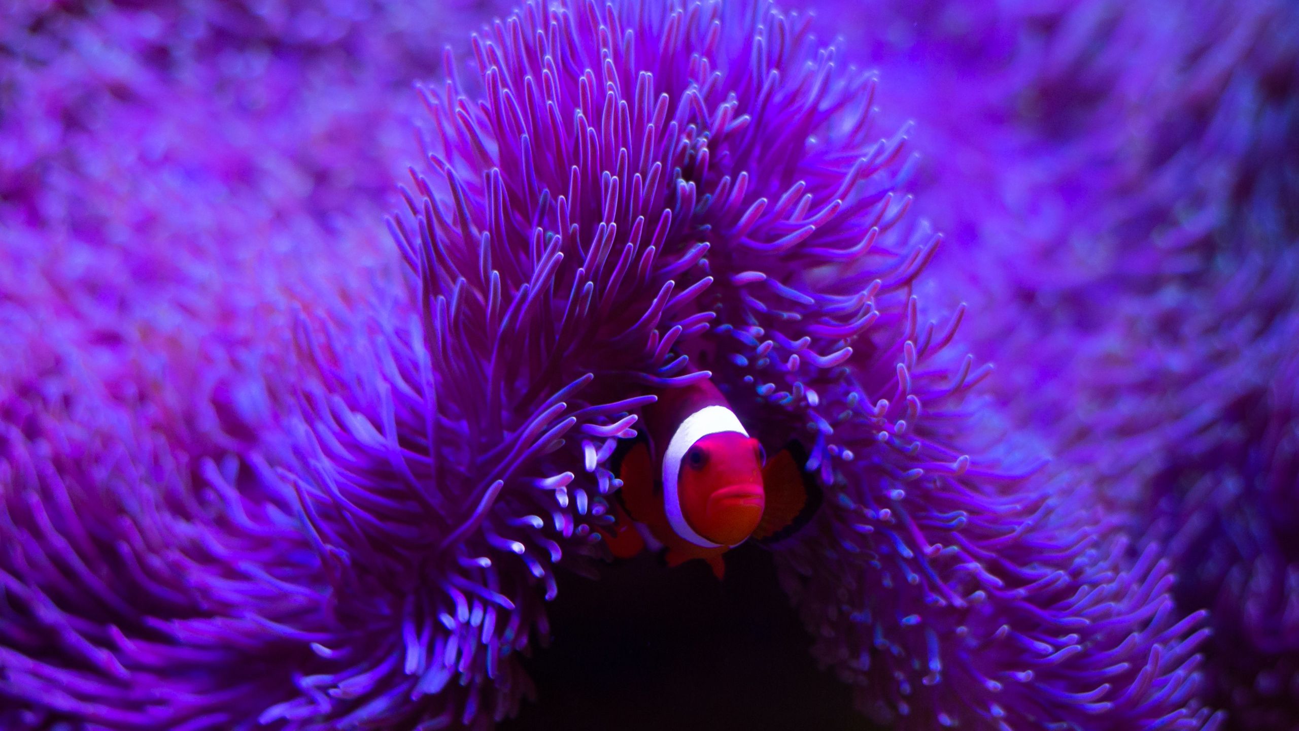 articolo-anemone-rosso-pesce-pagliaccio-3.jpg