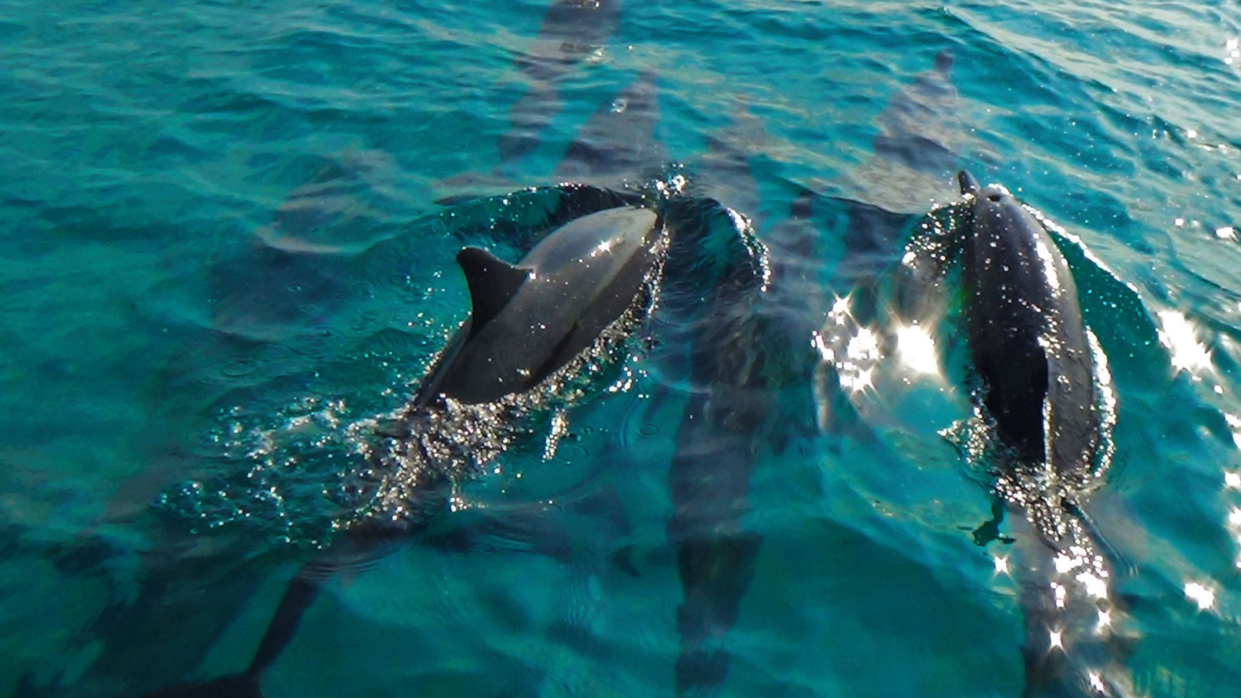 articolo-delfini-nakai-resort-2.jpg